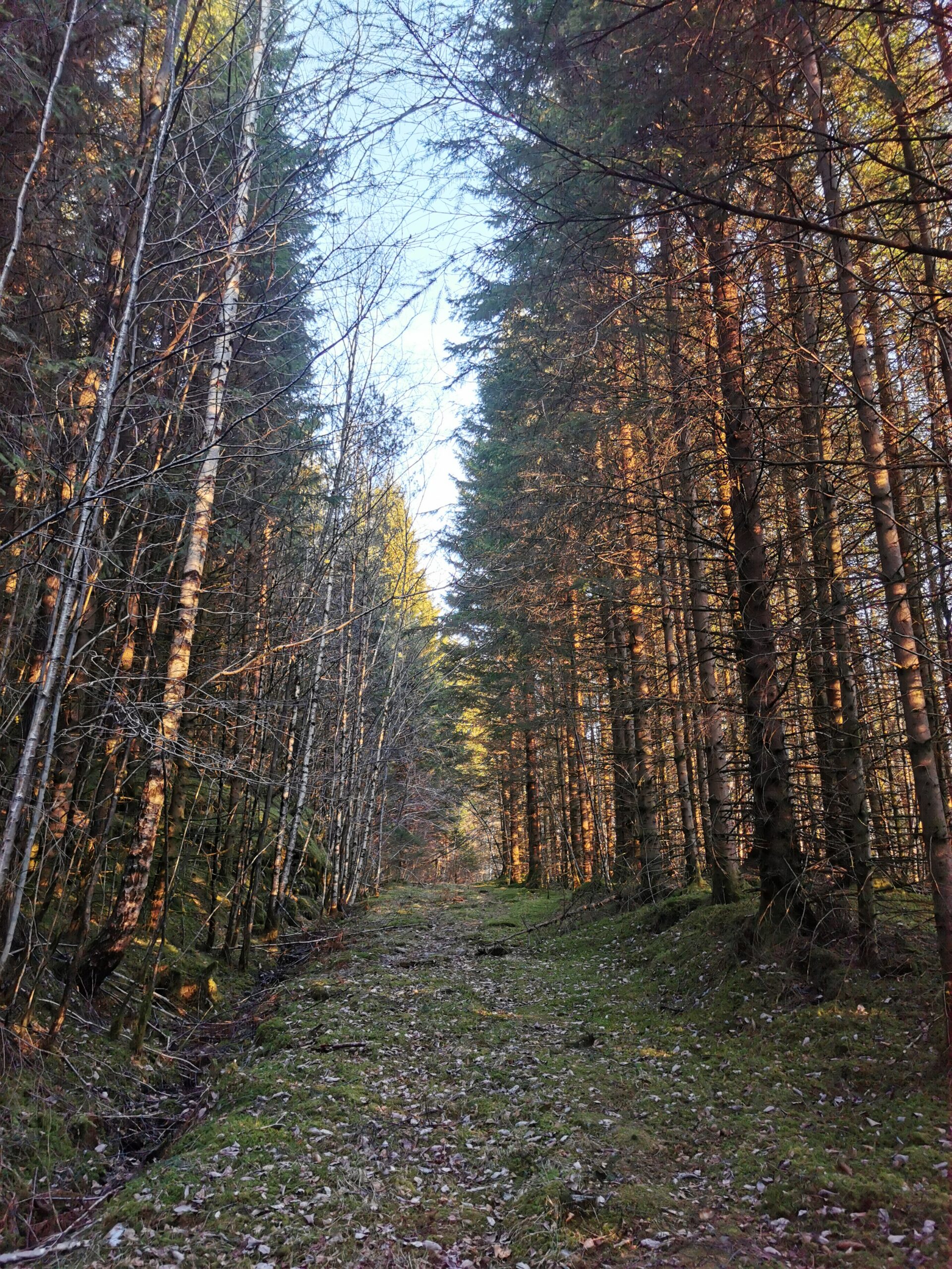 Herand & Hardanger Skog scaled